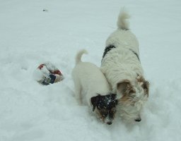 Vicki och Prillan letar saker i sn�n