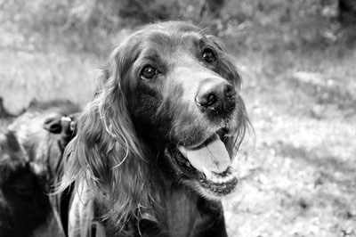 Applegrove Happy To Be Home